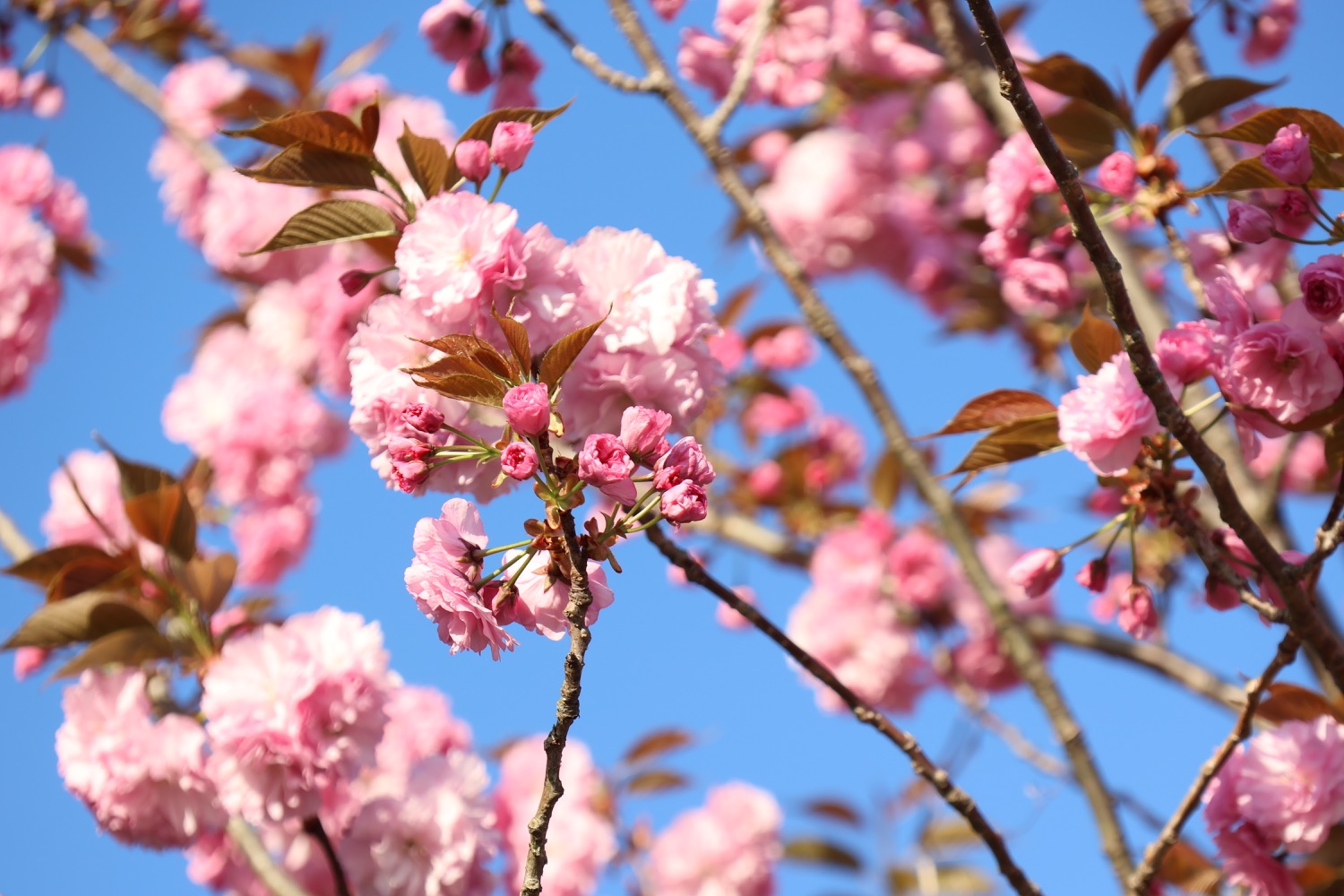 placeholder image-sq