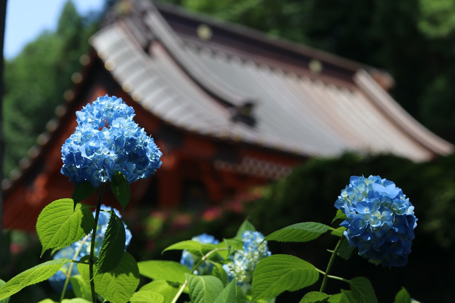 placeholder image-sq