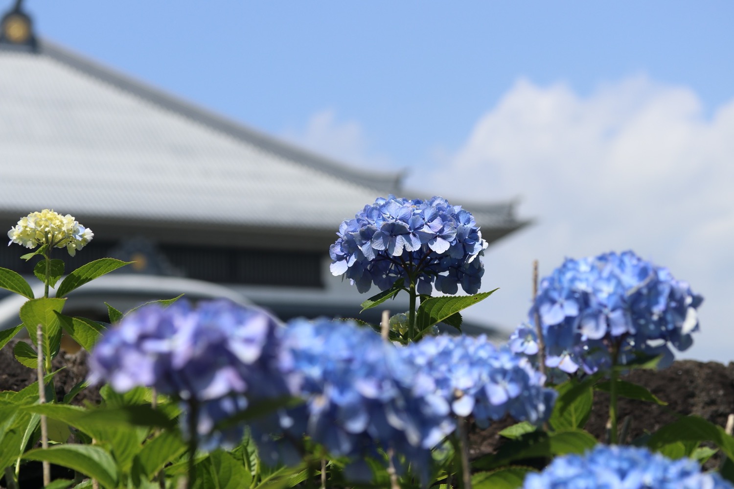 placeholder image-sq