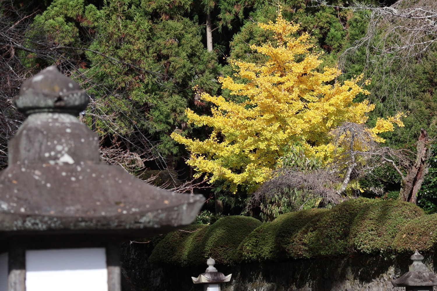 placeholder image-sq